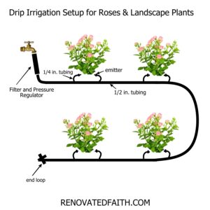 rose drip diagram