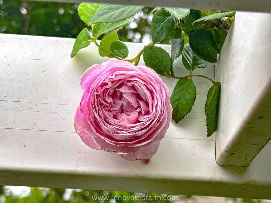 rose on trellis