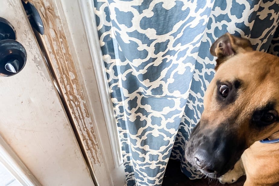 How to Fix Dog Scratches on a Wood Door (So They Never Reappear!)